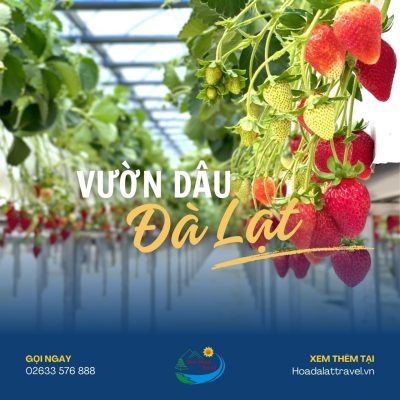 Vườn dâu Đà Lạt