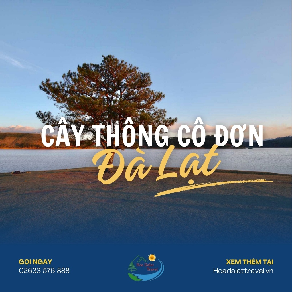 Cây Thông Cô Đơn