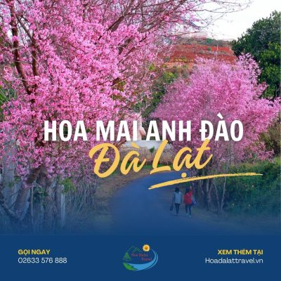 Hoa mai anh đào Đà Lạt