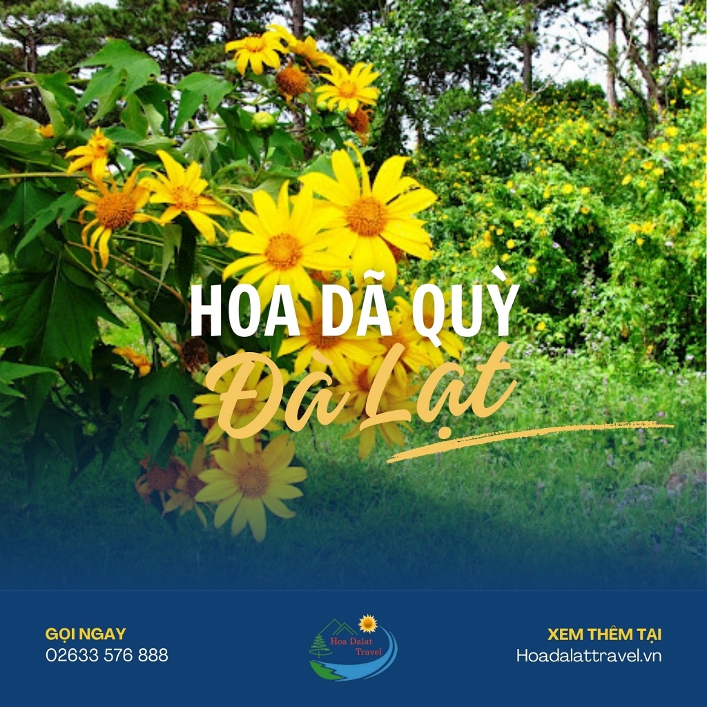 Hoa dã quỳ Đà Lạt