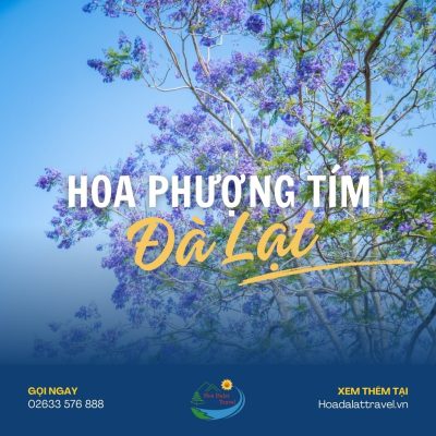 Hoa phượng tím Đà Lạt