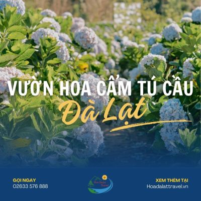 Vườn hoa cẩm tú cầu Đà Lạt