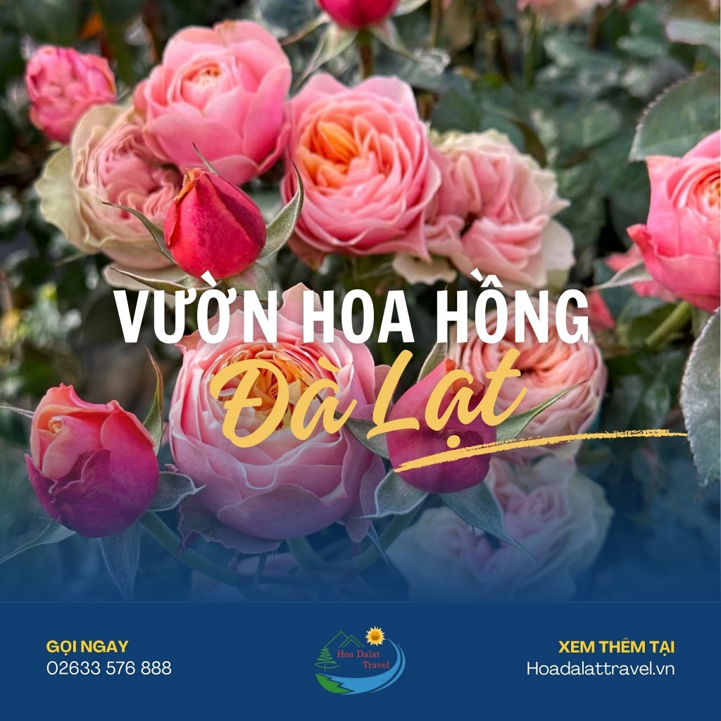 Vườn hoa hồng Đà Lạt