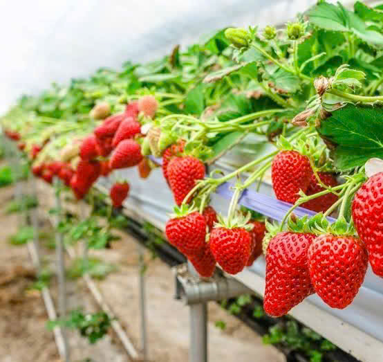 Seonfarm nông sản sạch dalat