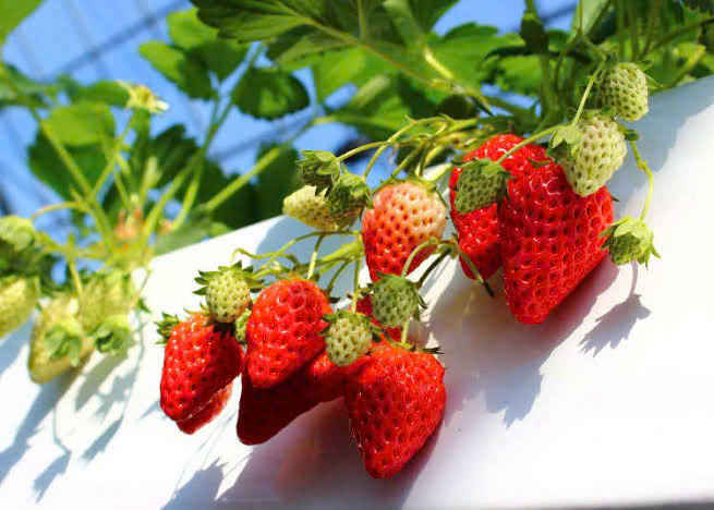 Seonfarm Dalat
