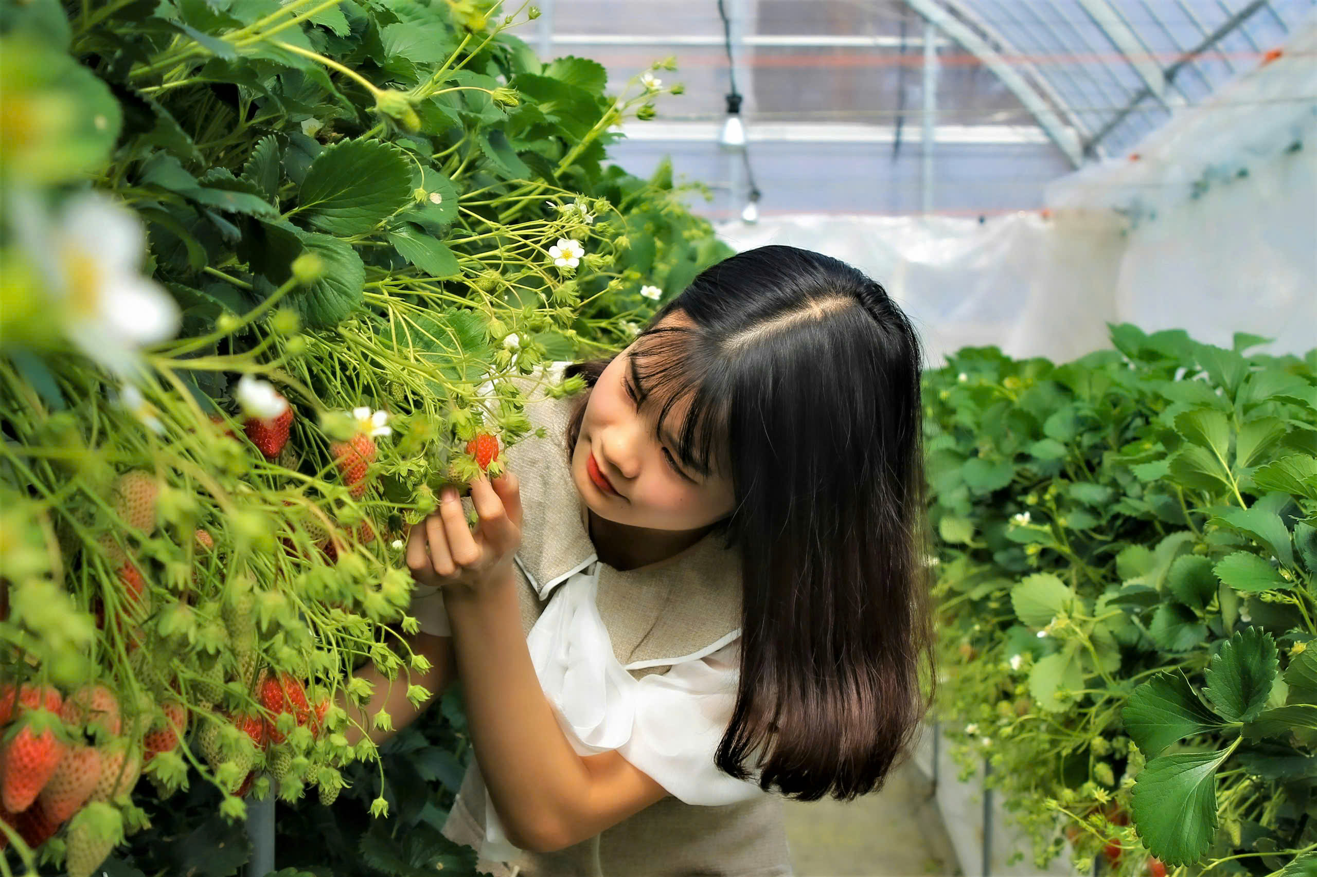 Vườn dâu tây Đà Lạt Seonfarm